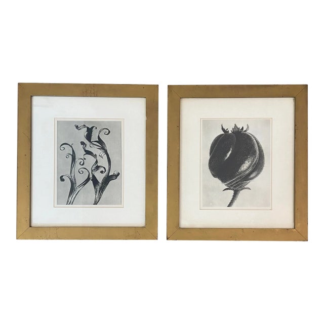 Framed Reproduction Karl Blossfeldt Prints - Set of 2 For Sale