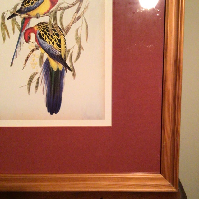 Eastern Rosella Birds on Tree Framed Lithograph by John Gould For Sale - Image 10 of 13