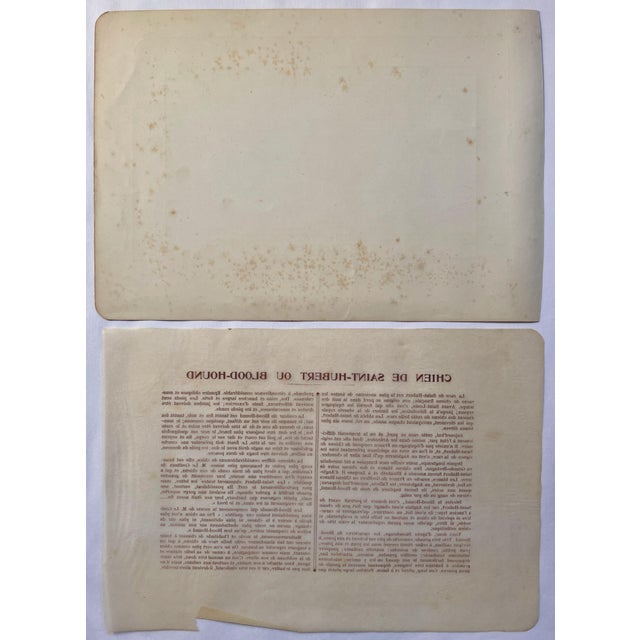 Illustration 1907 French Photogravure Print of ”Chien De Saint-Hubert Ou Blood-Hound” - For Sale - Image 3 of 3