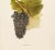 1900s U. P. Hedrick, Original Antique Photogravure of Hybrid Franc Grapes For Sale - Image 4 of 7