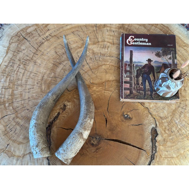 1960s Primitive Longhorn Bull Horns Southwest D√©cor - Set of 2 For Sale - Image 4 of 11