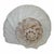 Vintage Large Lightning Welk Shell For Sale - Image 4 of 8