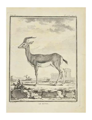 Pierre Francois Tardieu, Le Kevel, Etching, 1771