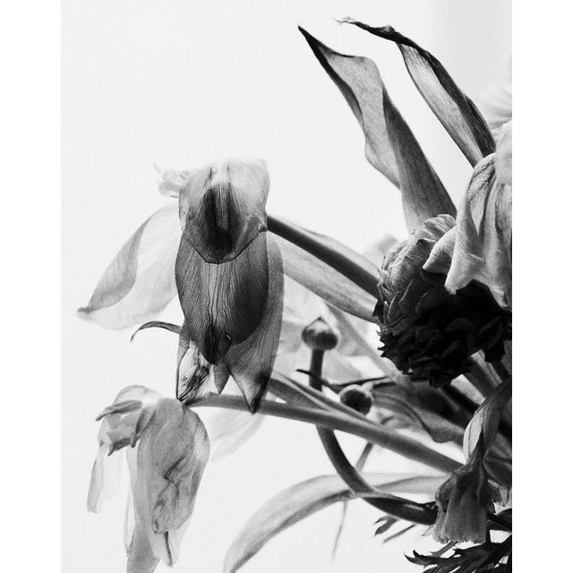 Dead flowers' 2023 Limited edition of 20. Photograph shot using mid-century large format film camera Linhof. Printed on...