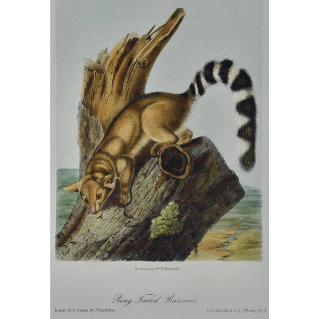 This is an original John James Audubon hand colored lithograph entitled "Ring-Tailed Bassaris", No. 20, Plate XCVIII, 98,...