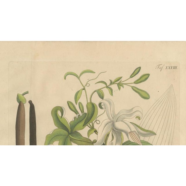 Vanilla Aromatica, 1800s, Paper For Sale - Image 3 of 10