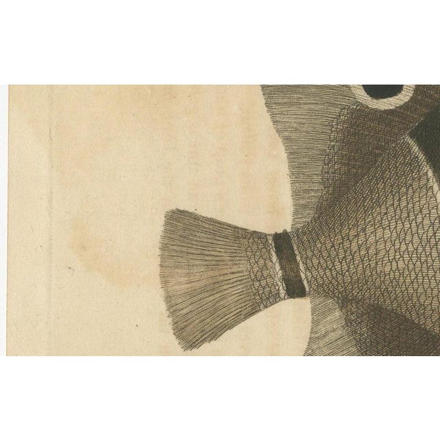 Paper Long-Nosed Surgeonfish, 1794, Print on Paper For Sale - Image 7 of 12
