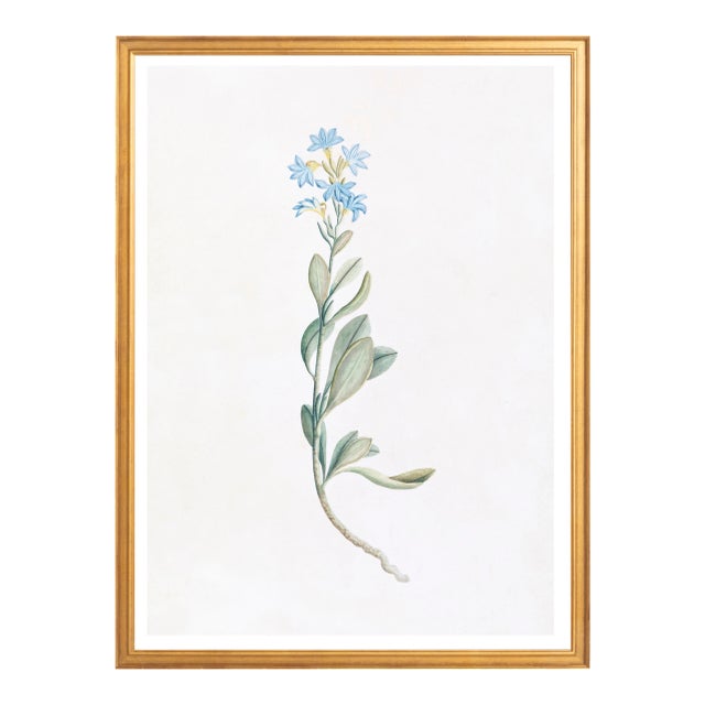 Illustration Celerie Kemble Curated Australian Botanical V (24x30) in Gold Frame For Sale - Image 3 of 4