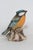 Capodimonte Capodimonte Savastano Eurasian Blue Tit Ceramic Figurine Bird on a Branch 4496b For Sale - Image 4 of 17
