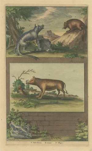 F. Valentijn, Illustration of a Babirusa and Two Other Animals, 1726, Colored Print