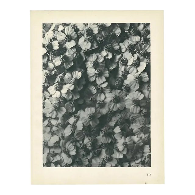 1928 Karl Blossfeldt Original Period Photogravure N114 of Achillea Millefolium For Sale