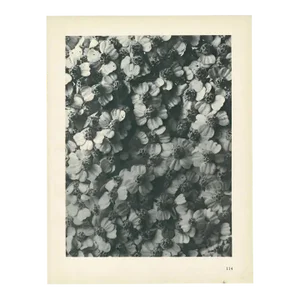1928 Karl Blossfeldt Original Period Photogravure N114 of Achillea Millefolium