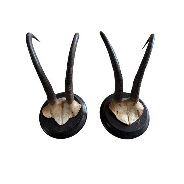 Pair Chamois trophies on wood plaque. Price is for the pair.