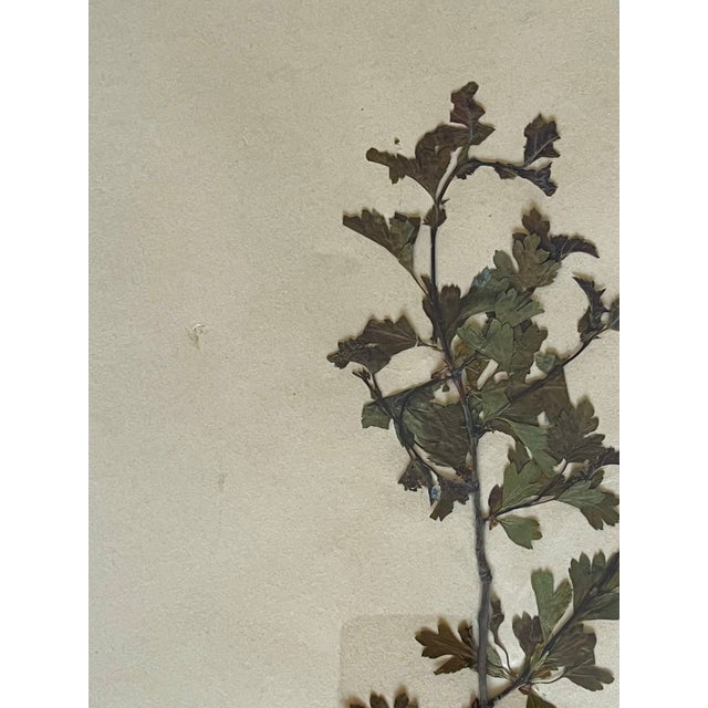 1965 French Herbarium Botanical Specimens – Set of 9 Custom Framed Pressed Botanicals For Sale - Image 15 of 17