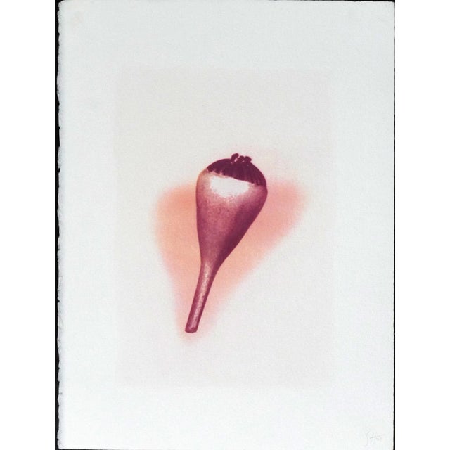 Contemporary "Botanica II"- Gum Dichromate Print by S. Howard For Sale - Image 3 of 3