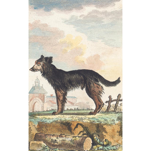 This charming hand-colored 1758 engraving is one of the oldest available prints of a dog. Taken from the 10th volume...