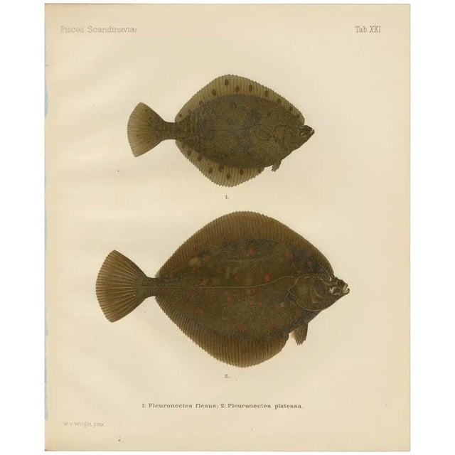 Wilhelm von Wright, Flounder and Plaice, Lithograph, 1895 For Sale - Image 10 of 10