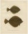 Wilhelm von Wright, Flounder and Plaice, Lithograph, 1895 For Sale - Image 10 of 10