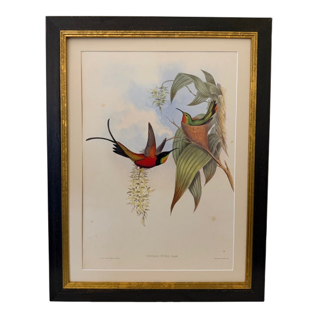 1990s Framed Print, Fiery Topaz Hummingbird or Topaza Pyra (Plate 67- Hill House Edition) Reproduction Print After John Gould For Sale