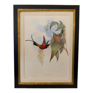1990s Framed Print, Fiery Topaz Hummingbird or Topaza Pyra (Plate 67- Hill House Edition) Reproduction Print After John Gould