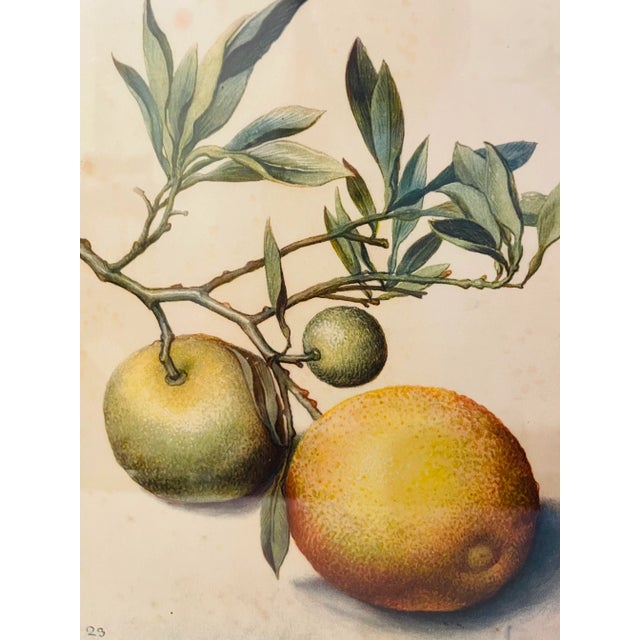 Georg Flegel, Branch with Bitter Oranges, Lithograph, 1940s For Sale - Image 6 of 11