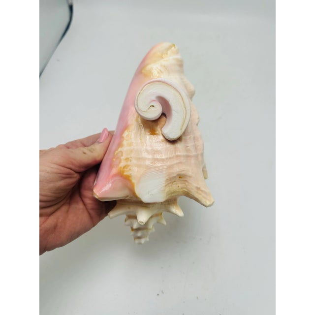 This piece is a beautiful transformation of a natural shell into a functional and decorative bowl. Shape & Form It began...