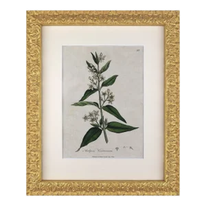 Early 19th Century English Hand Colored Floral Botanical Engraving by William Woodville