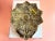 Mid Century Brass Faux Bois Wreath Door Knocker For Sale - Image 17 of 18