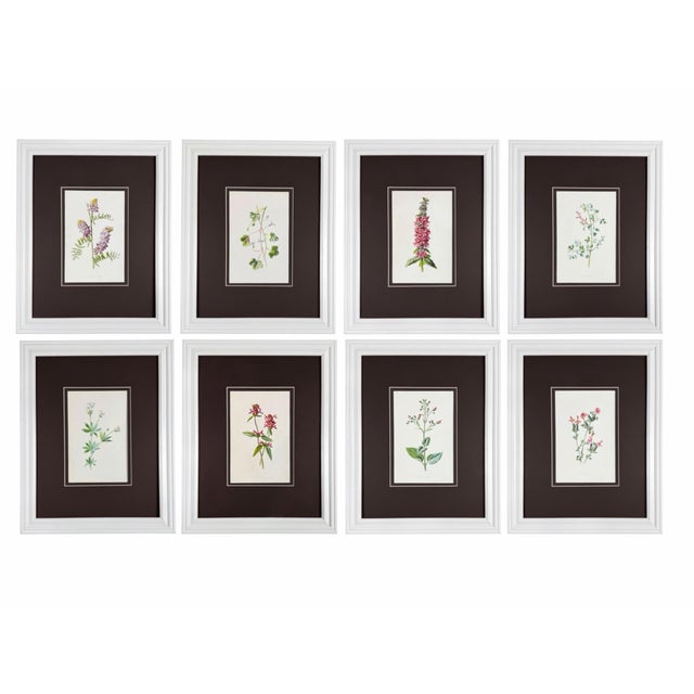 DETAILS • Artist || F. Edward Hulme • Publication || Familiar Wild Flowers, Third & Fourth Series • Date || 1880s •...