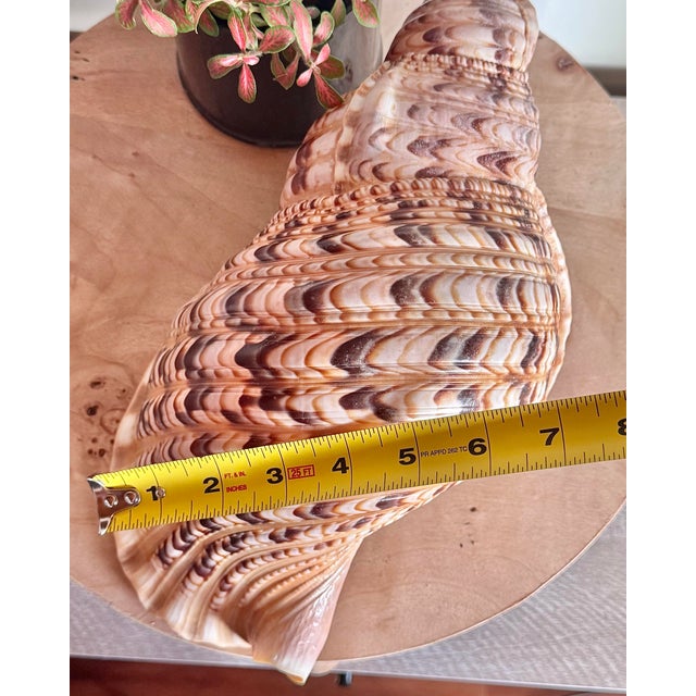 Mid 20th Century Rare 14” Giant Triton Trumpet Natural SeaShell For Sale - Image 9 of 9