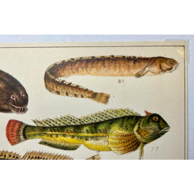 Antique Fish Print From England Featuring Catfish, Tompot, Shanny and Varieties of Blenny & Atherine Fish - Circa 1902 For Sale - Image 4 of 12