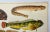 Antique Fish Print From England Featuring Catfish, Tompot, Shanny and Varieties of Blenny & Atherine Fish - Circa 1902 For Sale - Image 4 of 12