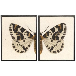 Split White, Black, and Brown Butterfly - 46" X 29" For Sale