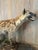 Tan Spotted Hyena Full Body African Safari Taxidermy Life Size Mount For Sale - Image 8 of 12