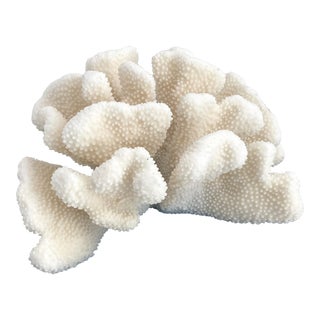 Natural White Cauliflower Coral Specimen Coastal Home For Sale