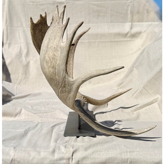 Figurative Large Double Mounted Moose Paddle/Antler For Sale - Image 3 of 9