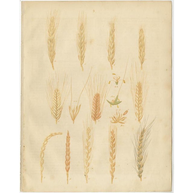 Antique Grain Studies – Wheat Varieties Botanical Lithographs, Calwer 1852 This focused two-plate set presents advanced...
