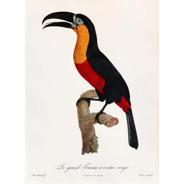 French Provincial 1960s French Bird Print, Jacques Barraband, Grand Toucan Ventre Rouge (Large Toucan, Red Chest) For Sale - Image 3 of 5