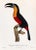 French Provincial 1960s French Bird Print, Jacques Barraband, Grand Toucan Ventre Rouge (Large Toucan, Red Chest) For Sale - Image 3 of 5