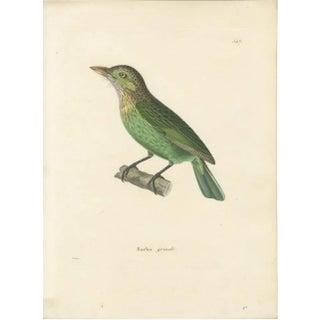 Prêtre, Ornithological Illustration of the Streaked Barbet (Barbu Grivelé), 1838, Print For Sale