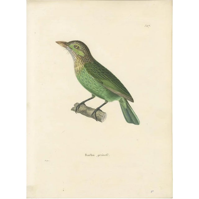 Prêtre, Ornithological Illustration of the Streaked Barbet (Barbu Grivelé), 1838, Print For Sale