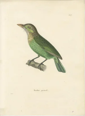 Prêtre, Ornithological Illustration of the Streaked Barbet (Barbu Grivelé), 1838, Print