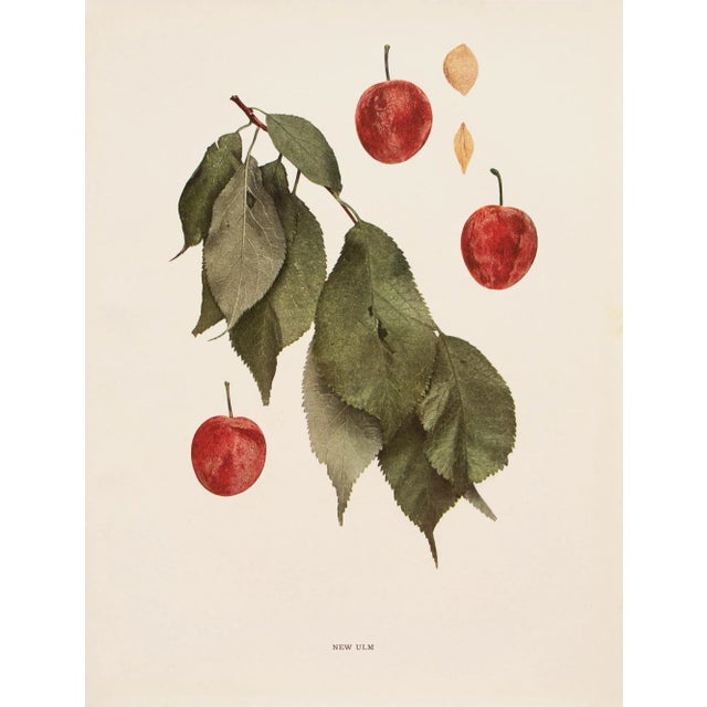 A magnificent original antique photogravure (print) of New Ulm Plums by Ulysses Prentiss Hedrick (1870-1951). Superb...