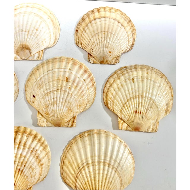 Vintage Natural Scallop Shell Appetizer Plates – Coastal Entertaining Seafood Serving Set (7) For Sale - Image 4 of 12