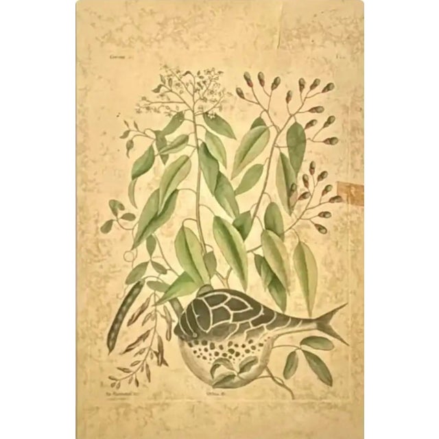 English 18th Century Framed "Globe Fish" by Mark Catesby For Sale - Image 3 of 8