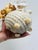 Coastal Vintage Shell Art Sculpture For Sale - Image 3 of 6