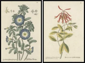 Ehret, Botanical Engravings: Morning Glory and Virginian Honeysuckle, 1760, Paper