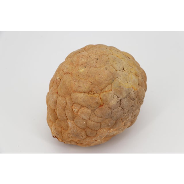 Cerebroid Silex, Middle Jurassic, Iberian Peninsula For Sale - Image 10 of 16