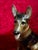 A beautifully sculpted vintage Rosenthal porcelain German Shepherd figurine, handcrafted and hand painted in Germany. This...
