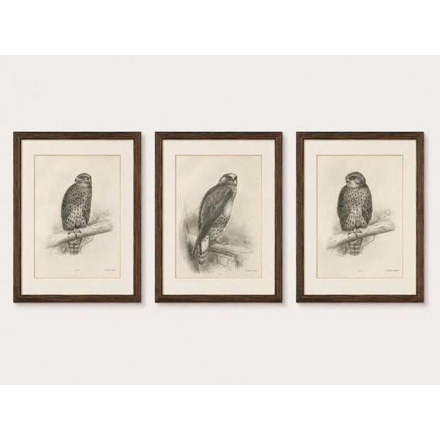 Correct — plate cxxxiv is an adult goshawk. Here is the corrected listing: title: three british raptors: buzzards and...